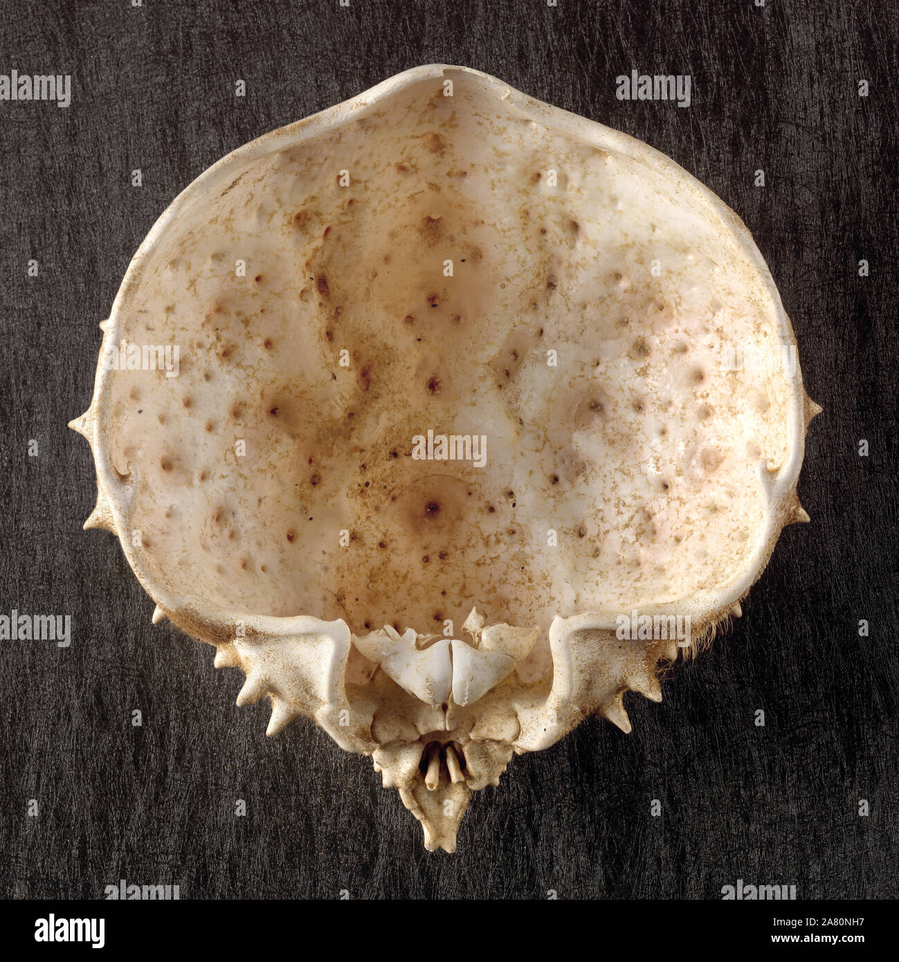 Ancora la vita di un Granseole Carapace. Foto Stock