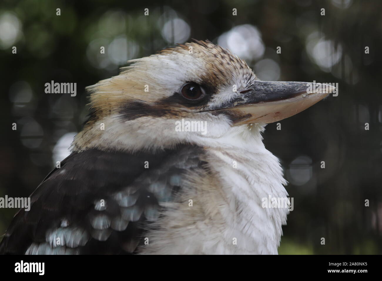 Ridere femmina Kookaburra, Sheila (Dacelo novaeguineae) Foto Stock