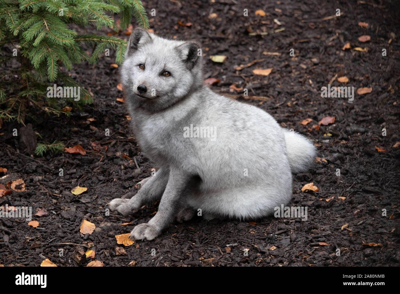 Maschio di Volpe Artica (Vulpes vulpes lagopus) Foto Stock