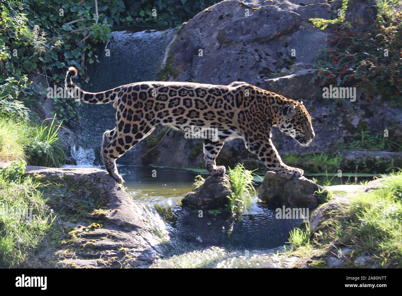 Jaguar maschio, Napo (Panthera onca) Foto Stock