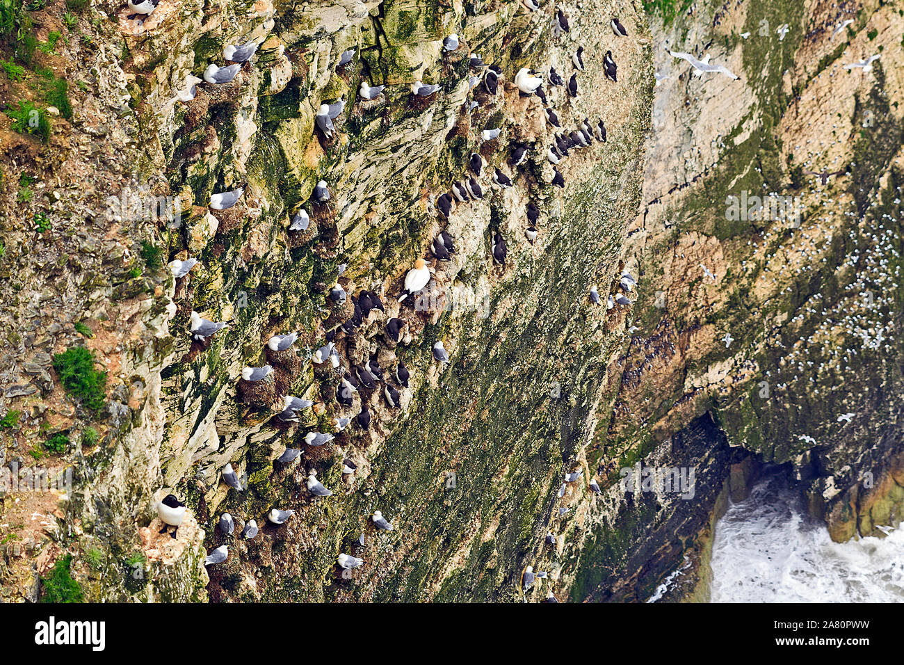 Colonie di uccelli marini tra cui le Sule, Guillemots e nidificazione Fulmers su chalk scogliere a RSPB riserva a Bempton Cliffs sulla costa dello Yorkshire Foto Stock