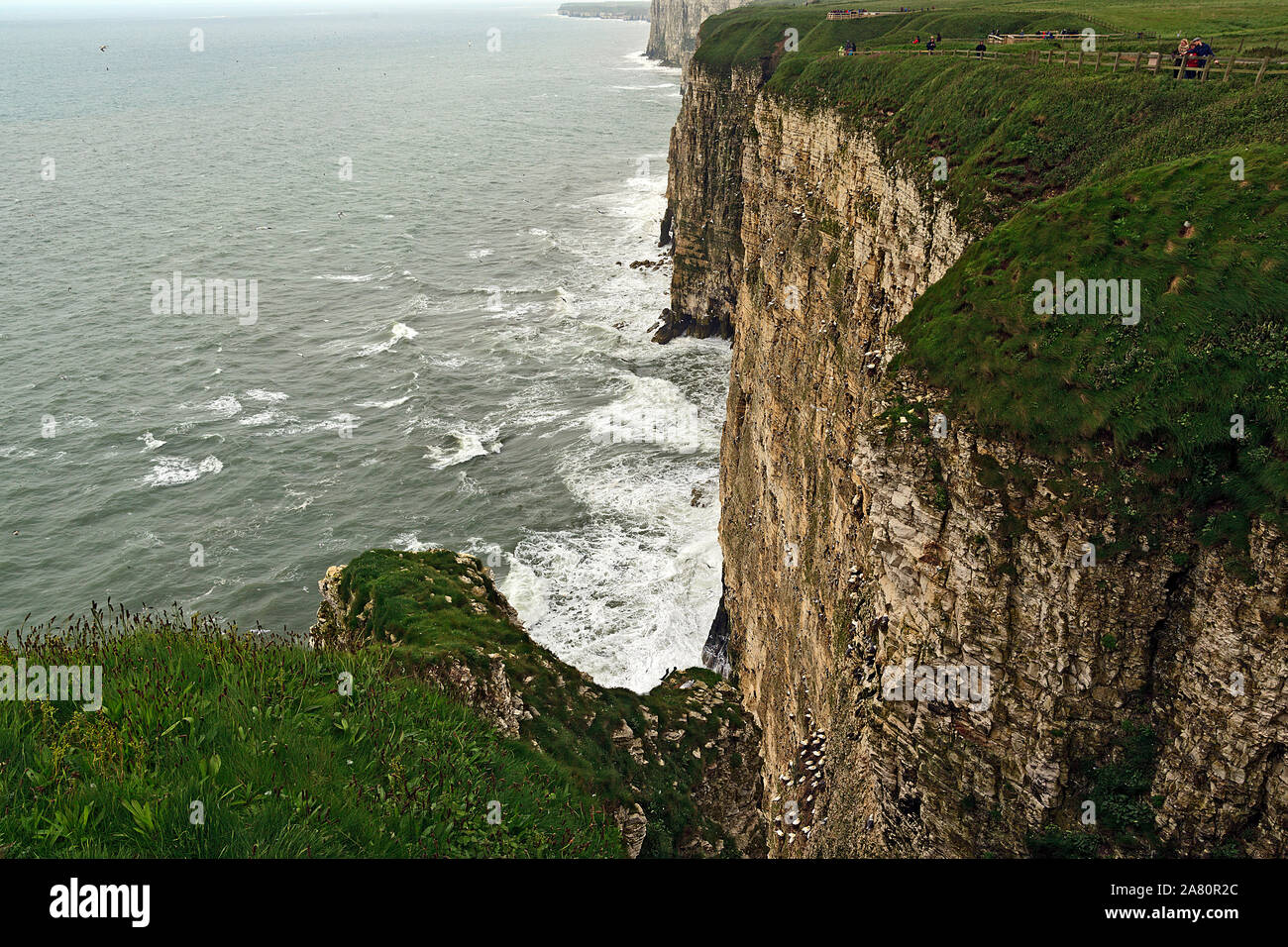 Nuvoloso Giorno a RSPB Bempton Cliffs sulla costa dello Yorkshire Foto Stock