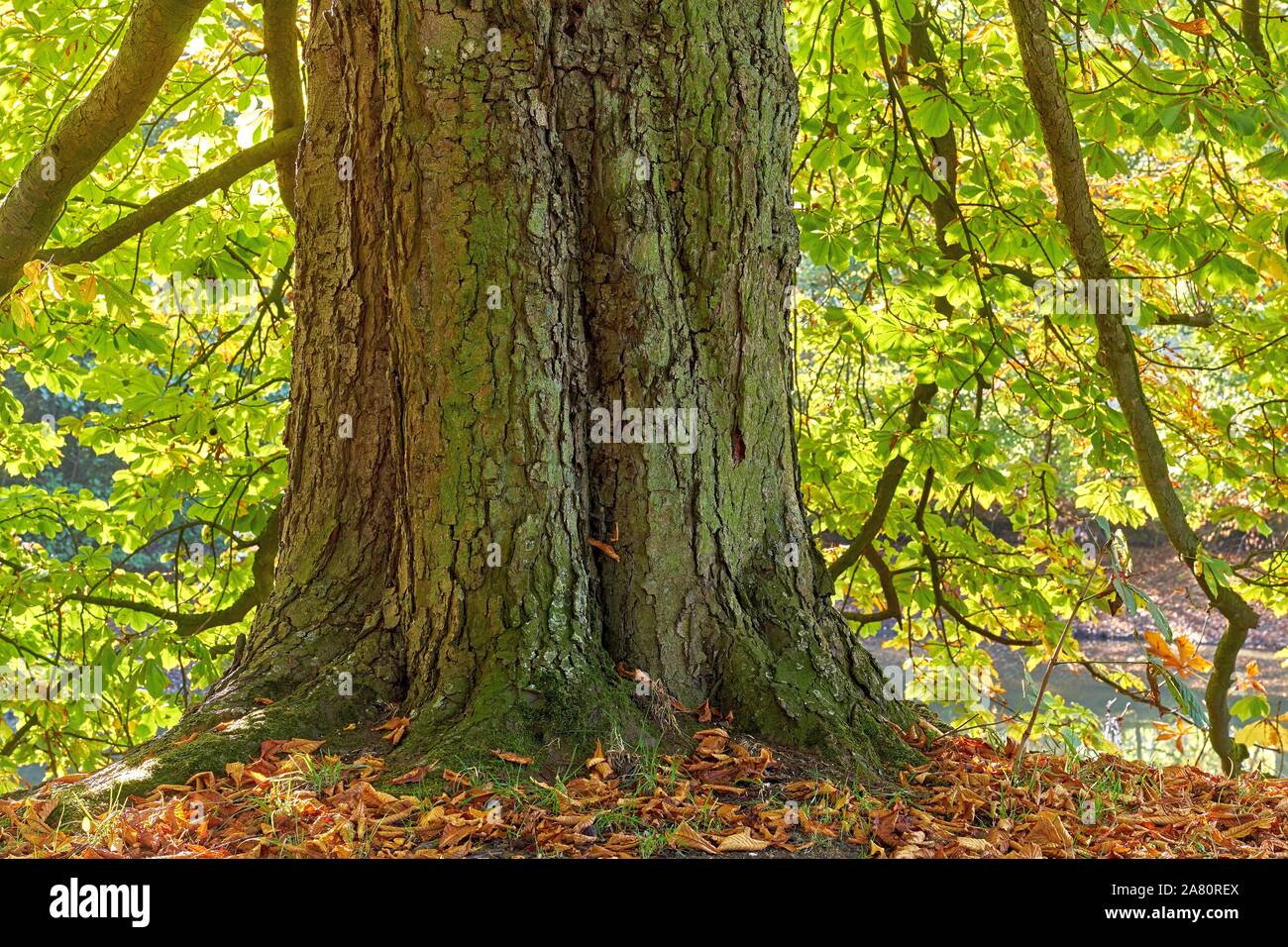 Un vecchio albero di castagno in autunno (Aesculus hippocastanum) Foto Stock
