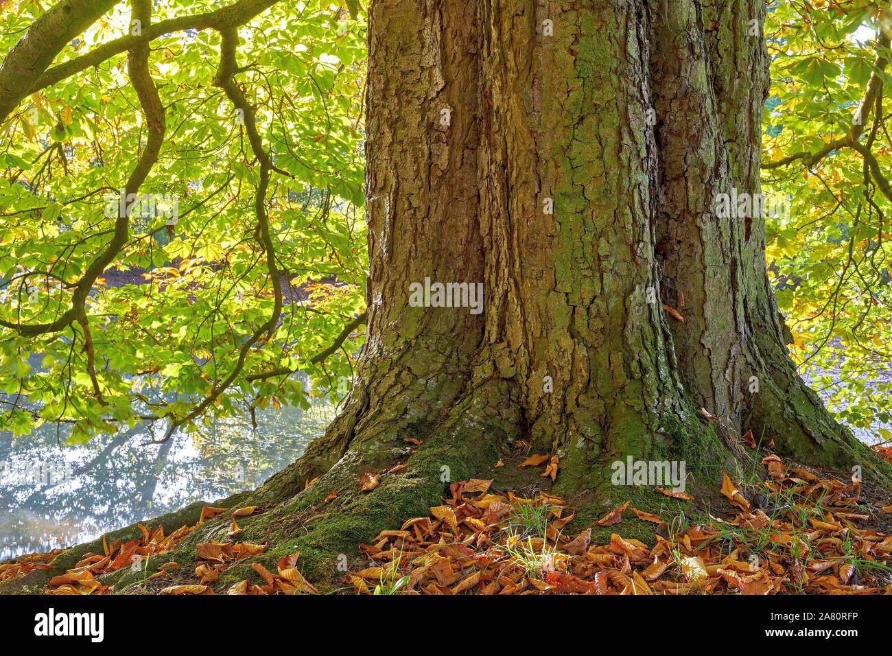 Un vecchio albero di castagno in autunno (Aesculus hippocastanum) Foto Stock