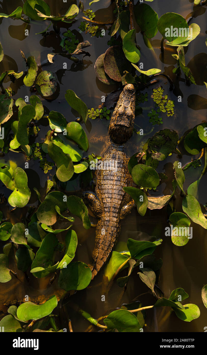 Un Caimano (yacare Caimano) tra giacinto di acqua di vegetazione in Pantanal del Nord Foto Stock