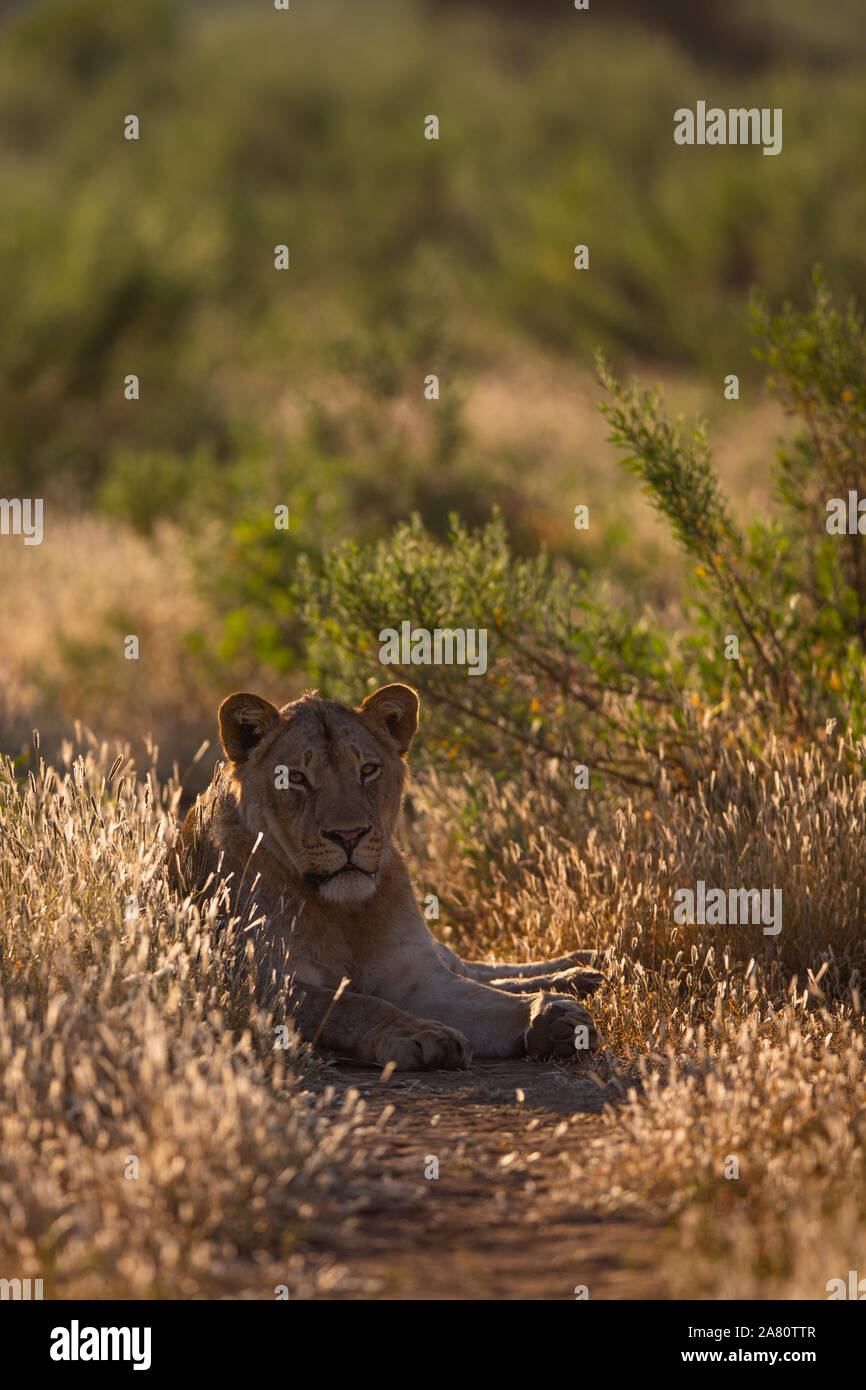 Giovane Maschio Lion (Panthera leo) che stabilisce fotografato con retro illuminazione, Riserva di Mashatu, Botswana Foto Stock