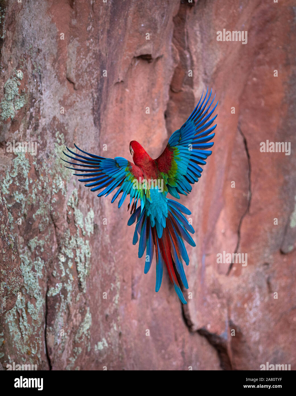 Un rosso-verde Macaw circa di appollaiarsi in corrispondenza di una parete di pietra arenaria in Brasile Centrale Foto Stock
