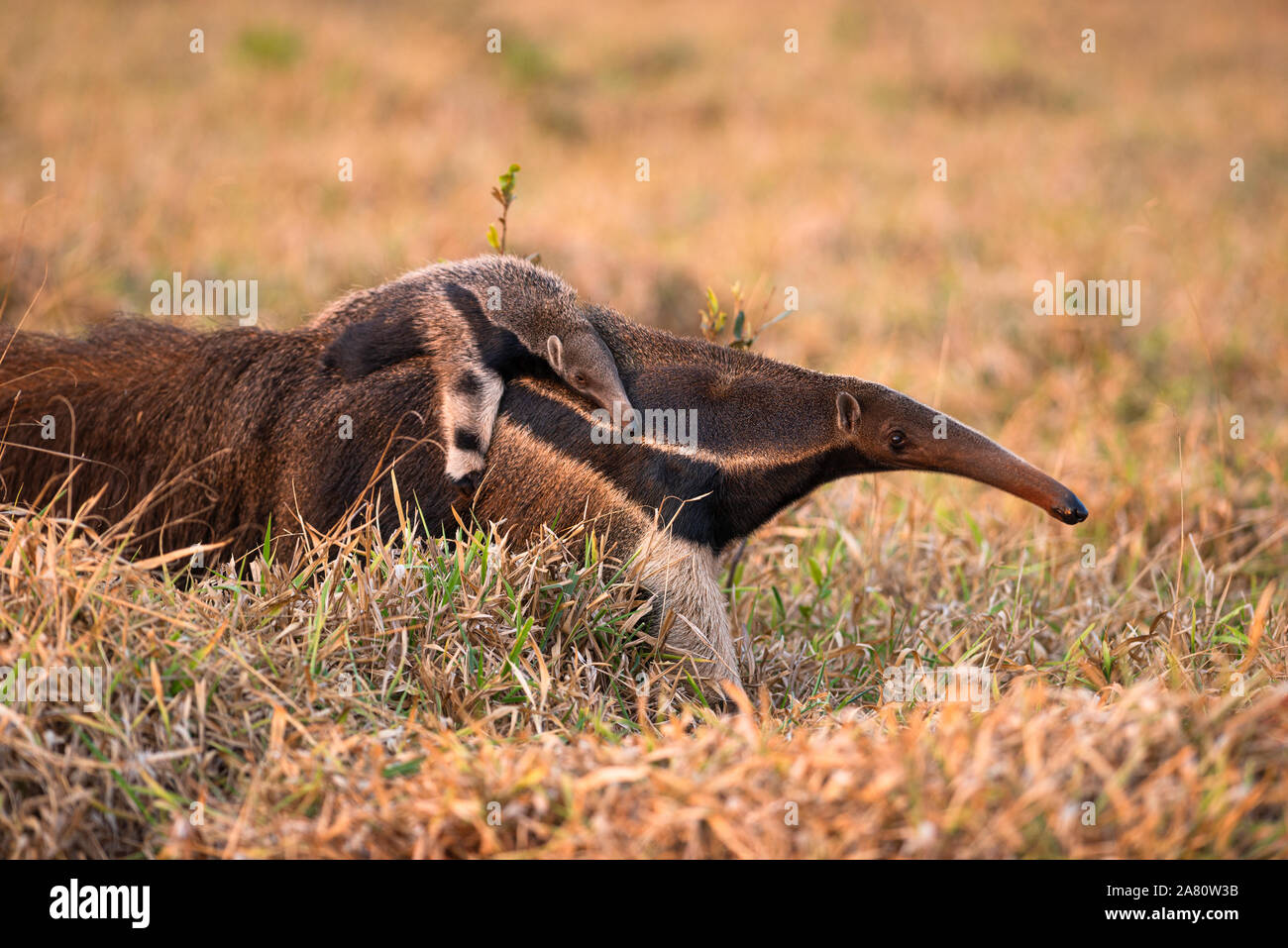 Un gigante Anteater portando un bambino sulla sua schiena in Brasile Centrale Foto Stock