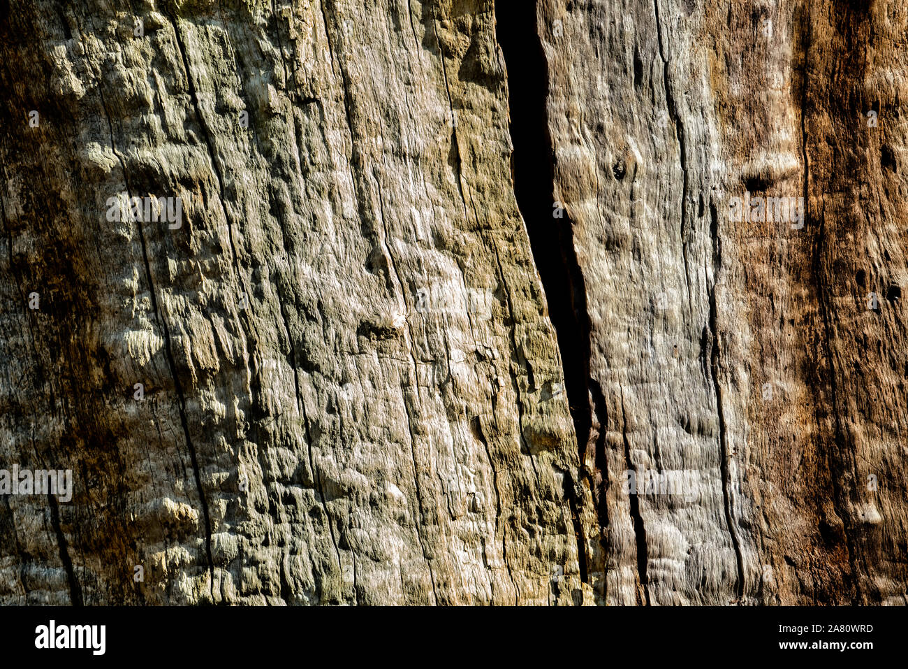 Strutture di corteccia, foresta Sababurg Urwald, Weser Uplands, Weserbergland, Hesse, Germania Foto Stock