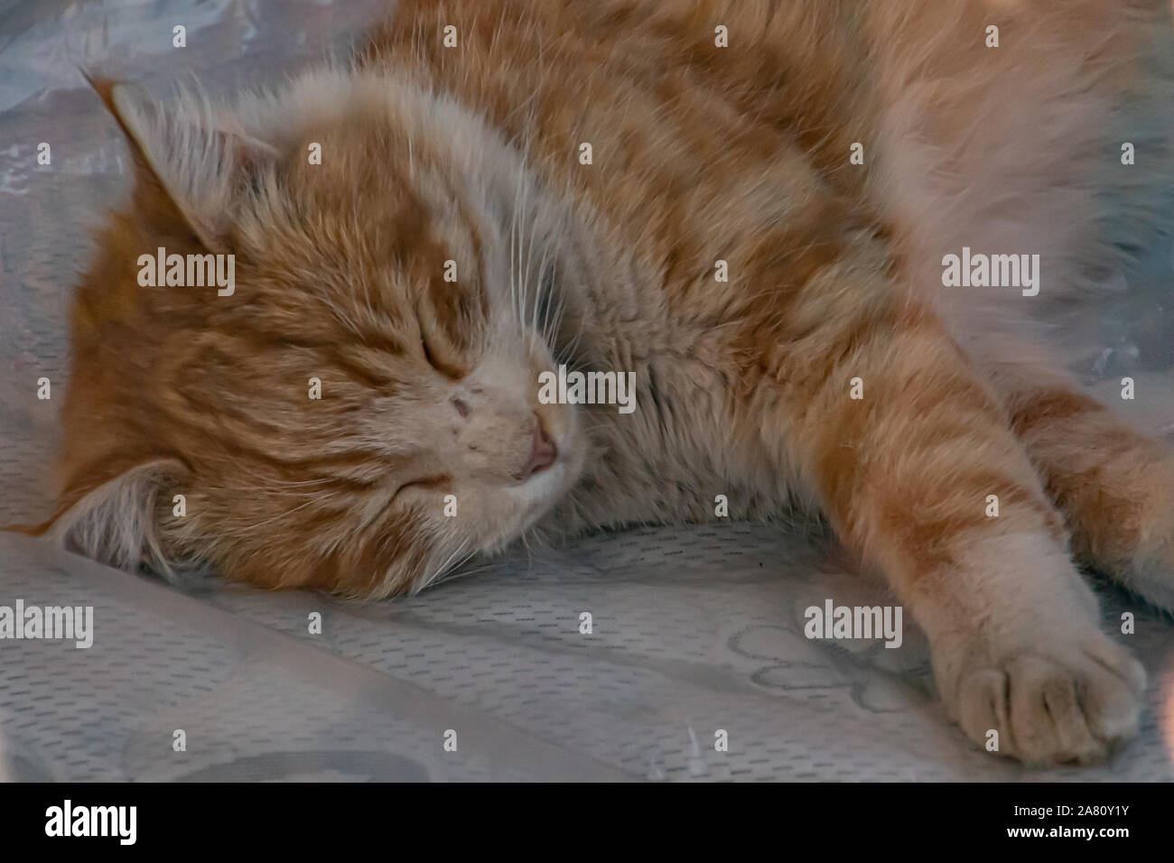 Bella bruno gatto dorme con zampe stirata. Foto Stock