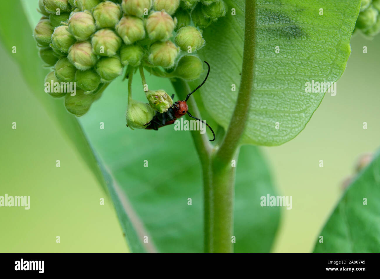 Rosso Scarabeo Milkweed su gemme Milkweed Foto Stock