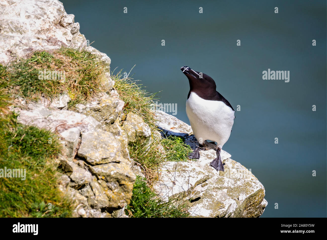 Close up Razorbill arroccato sulla scogliera edge Foto Stock