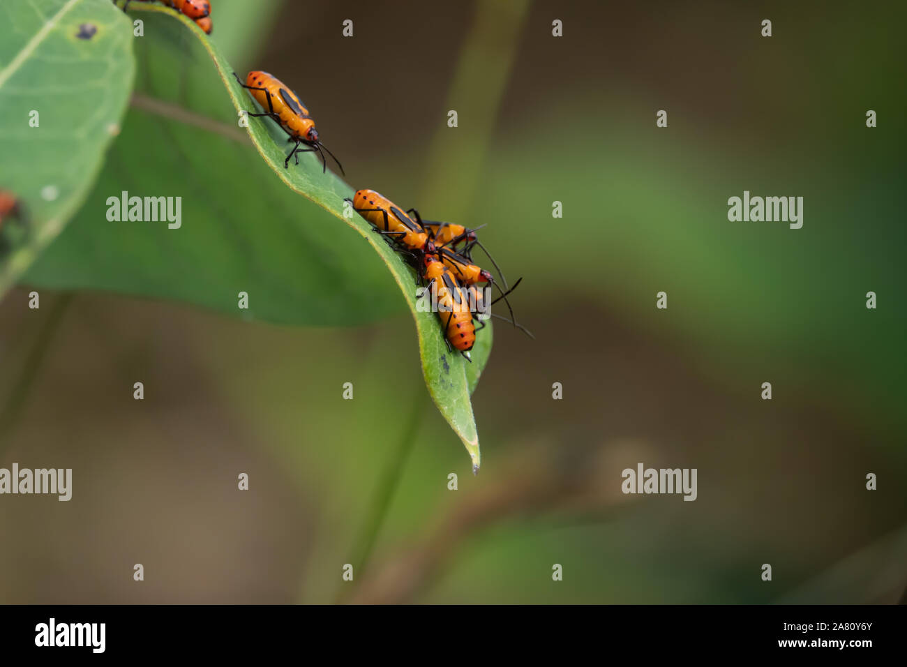 Grandi Milkweed bug brulicare sulla foglia Milkweed Foto Stock