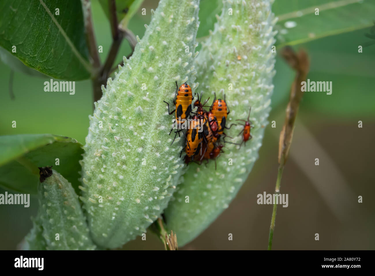 Grandi Milkweed bug sciamare su Milkweed pods Foto Stock