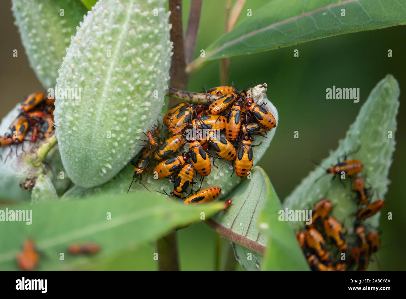 Grandi Milkweed bug sciamare su Milkweed pods Foto Stock