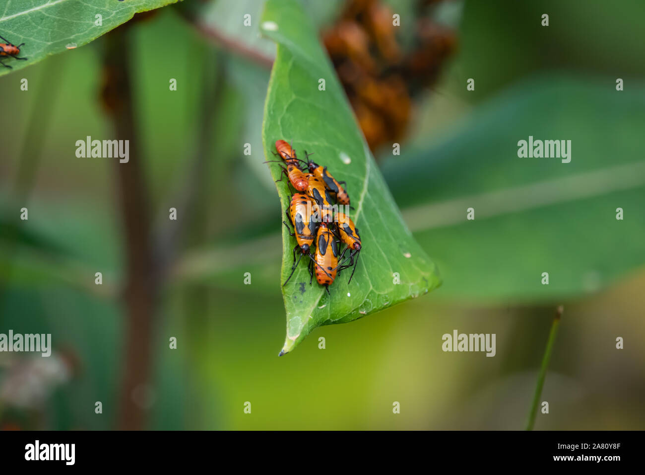 Grandi Milkweed bug brulicare sulla foglia Milkweed Foto Stock
