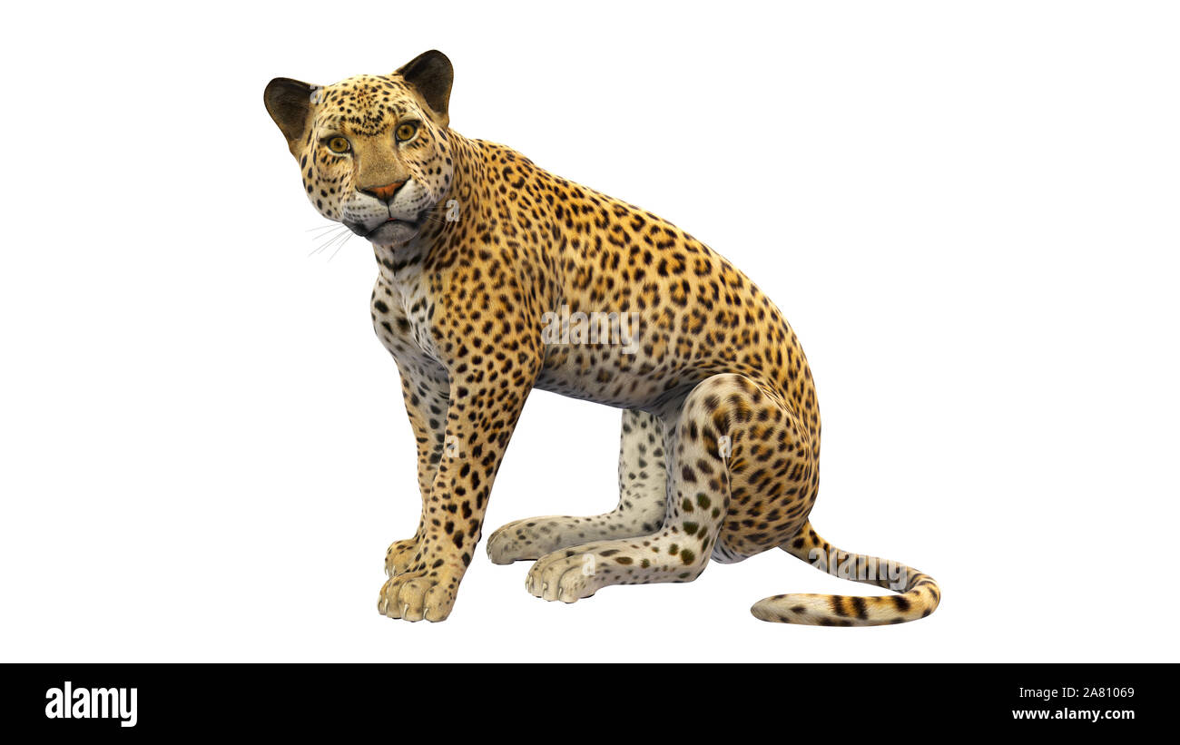 Seduta di Leopard, animale selvatico isolati su sfondo bianco Foto Stock