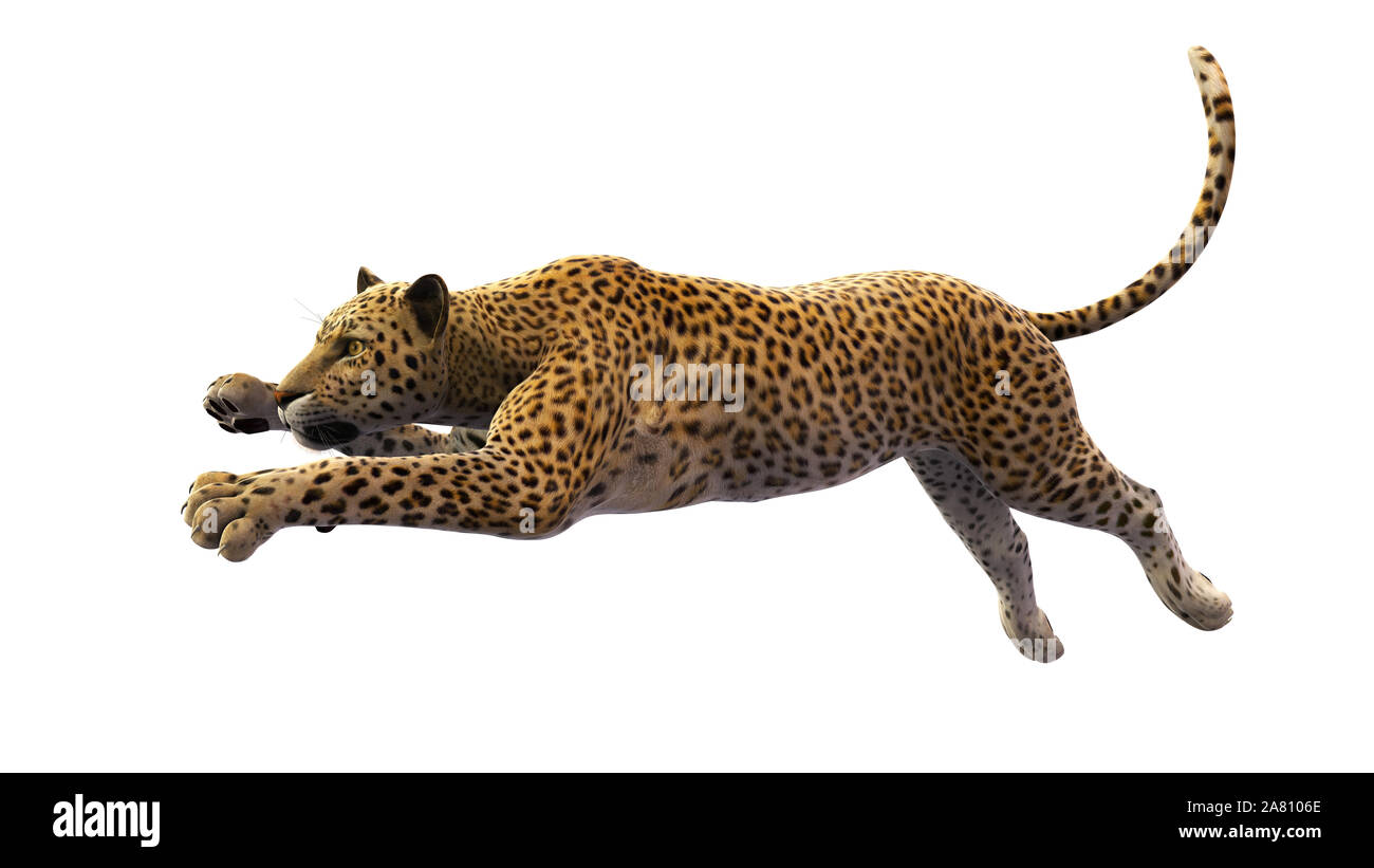 Leopard che saltava, animale selvatico isolati su sfondo bianco Foto Stock
