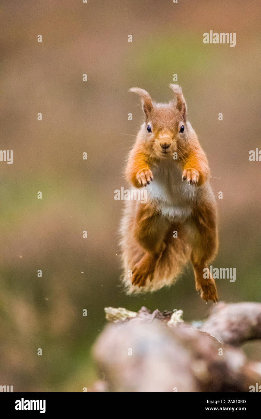 Saltando scoiattolo rosso Foto Stock
