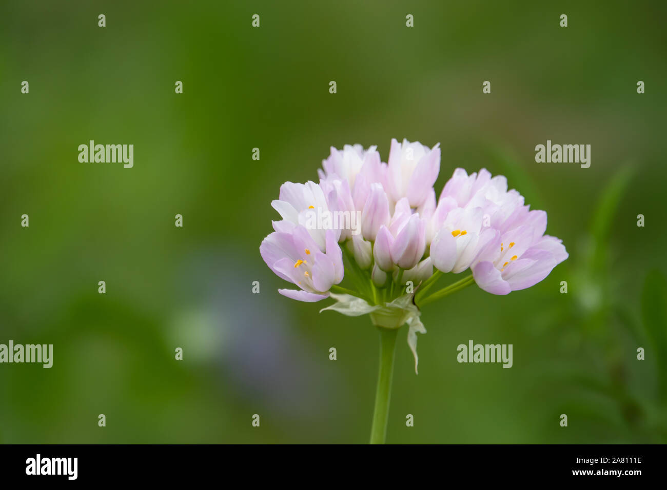 Rosy Fiori di aglio in fiore in primavera Foto Stock