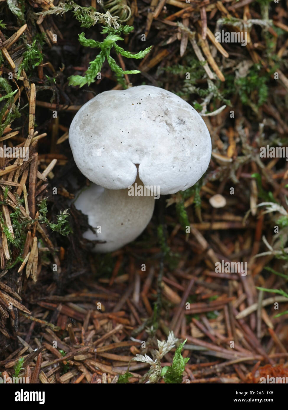 Clitocybe odora, noti come semi di anice, toadstool funnelcap anice o imbuto di anice, funghi selvatici dalla Finlandia Foto Stock