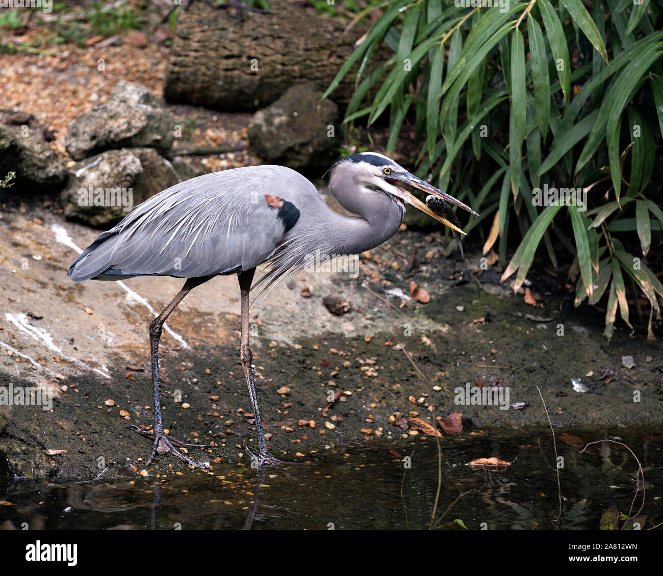 Airone cenerino uccello vicino fino dall'acqua e mangiare un pesce mentre esponendo il suo corpo, testa, occhio, becco, gamba lunga, nel suo ambiente e dintorni. Foto Stock