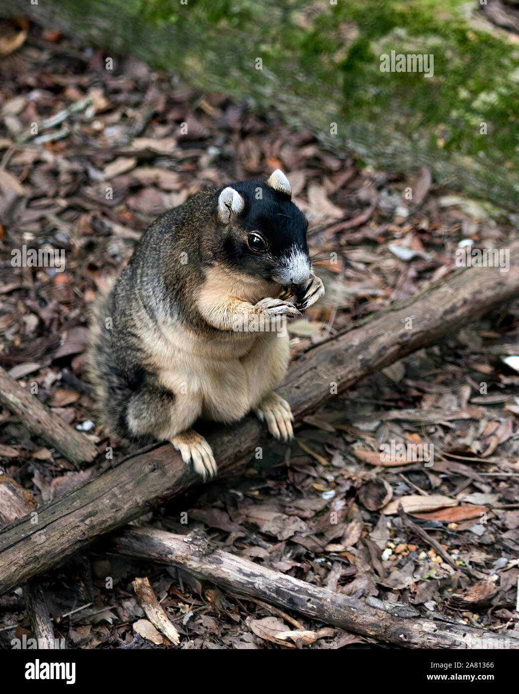 Sherman's Fox Squirrel seduto su un ramo di mangiare e godere del suo ambiente circostante e ambiente con un piacevole sottofondo mentre esponendo il suo corpo,testa, ey Foto Stock