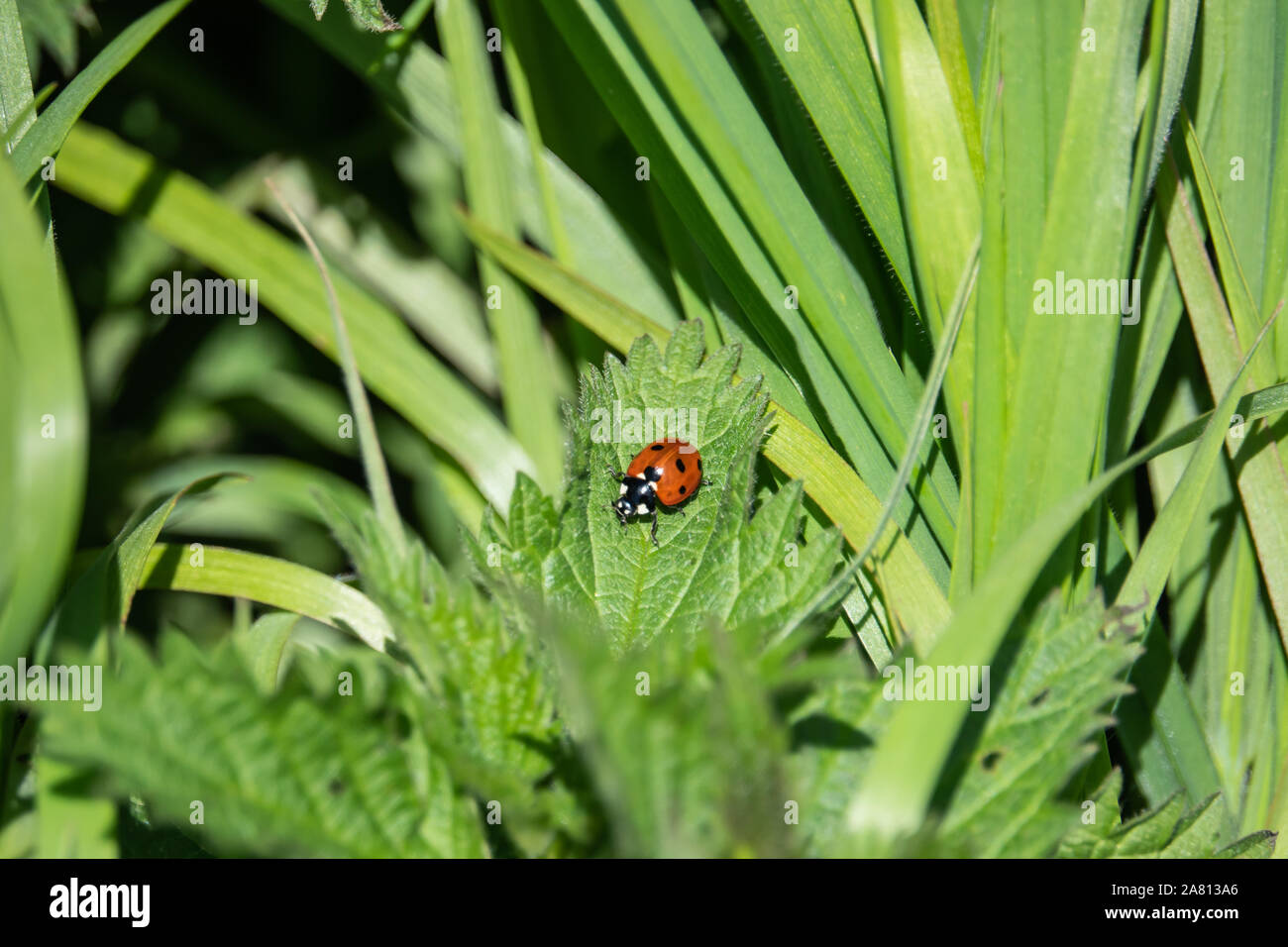 Sette Spotted Lady Beetle sulla foglia di primavera Foto Stock