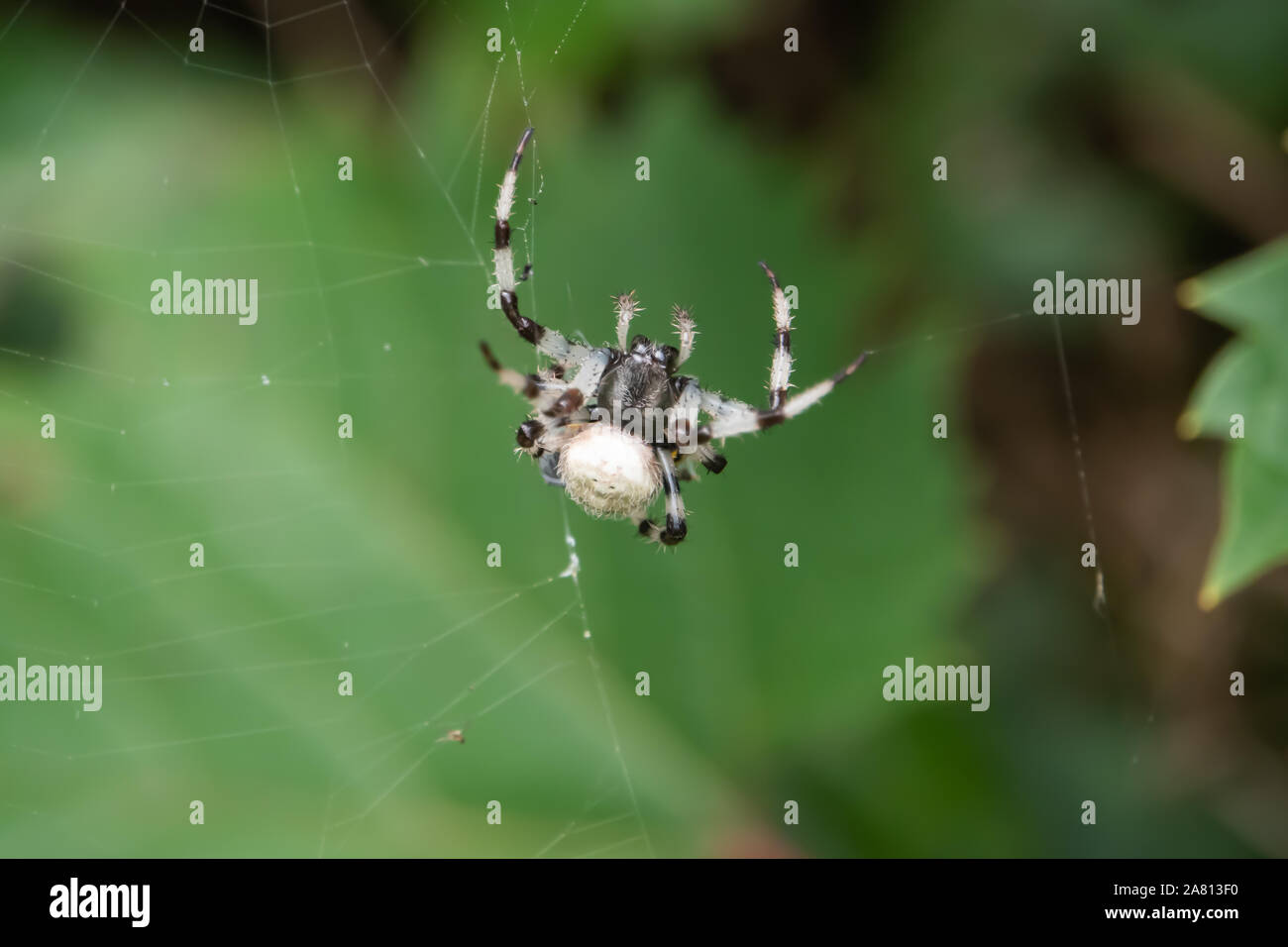 Shamrock Orb Weaver in estate Foto Stock
