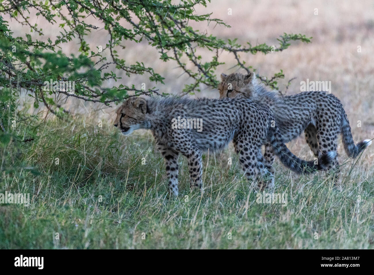 Cheetah cubs gioca con l'altra sotto la boccola in Masai Mara riserva nazionale del Kenya Foto Stock