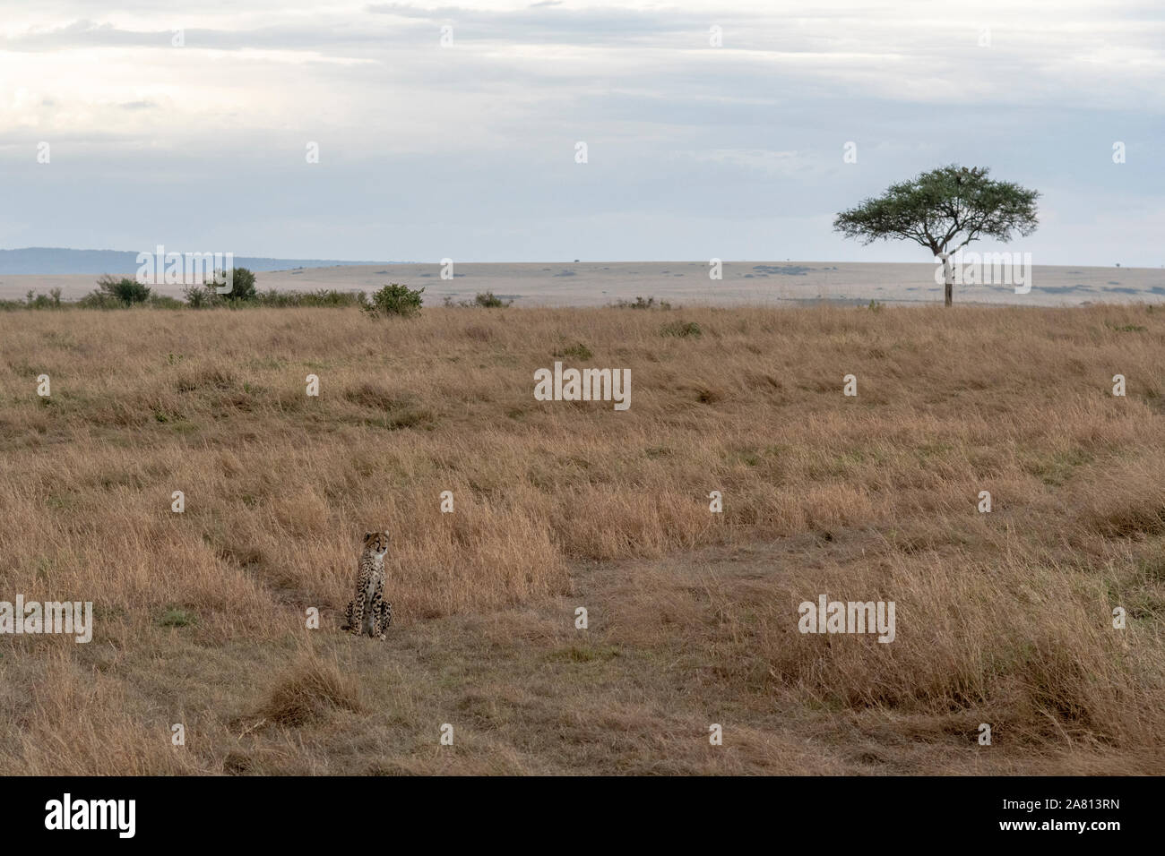 Lonely cheetah cub in attesa di sua madre in una savana secca, il Masai Mara Foto Stock