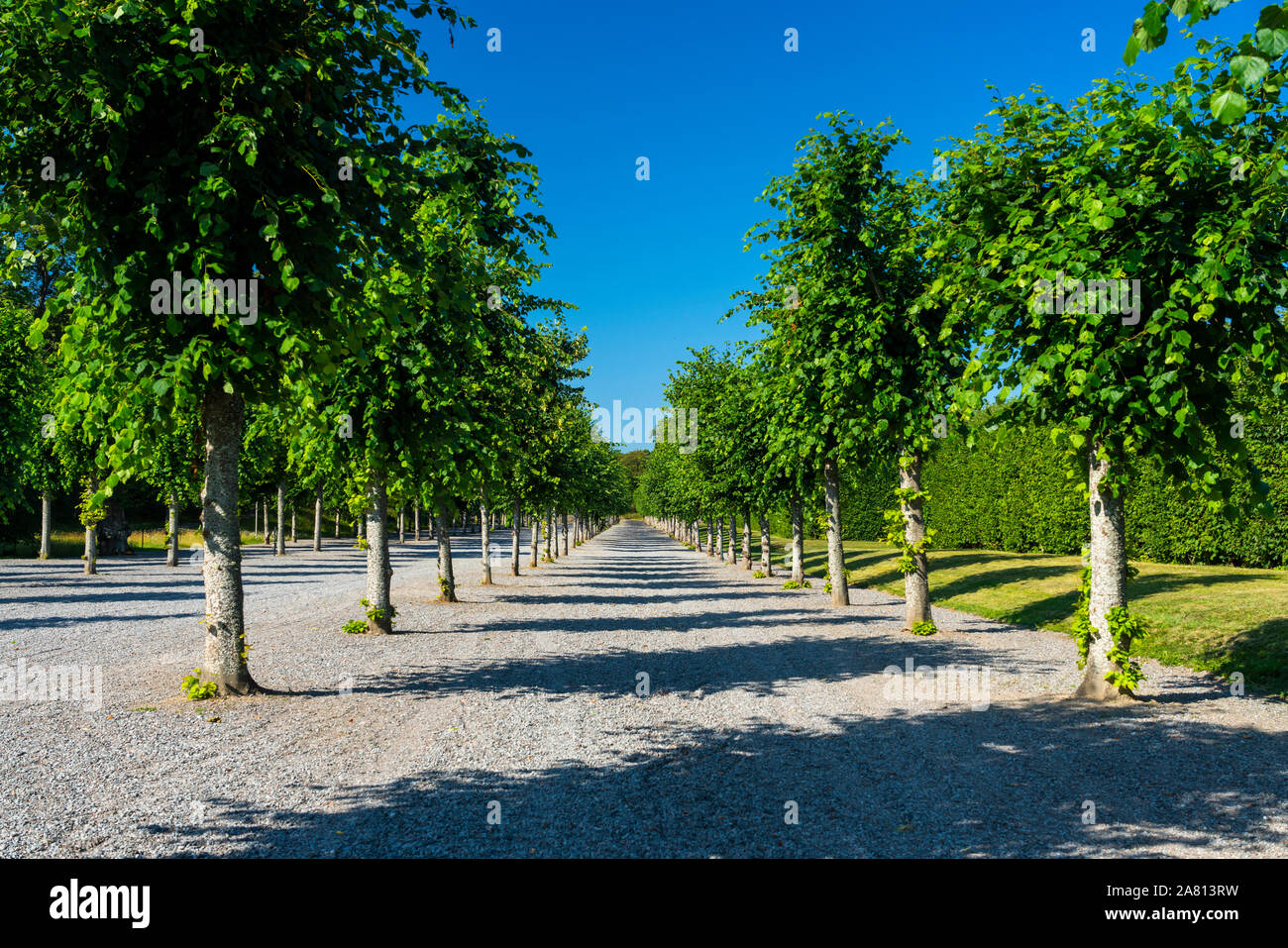 Alberi del giardino di Drottningholm, vicino a Stoccolma, Svezia. Foto Stock