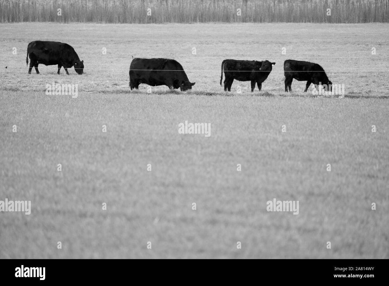 Bovini da carne, Oberweser, Weser Uplands, Weserbergland, Hesse, Germania; Foto Stock