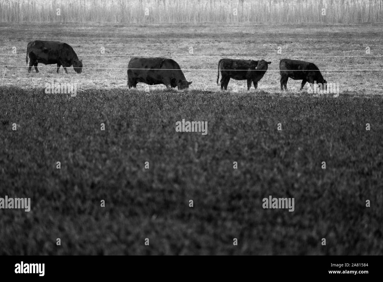 Bovini da carne, Oberweser, Weser Uplands, Weserbergland, Hesse, Germania; Foto Stock