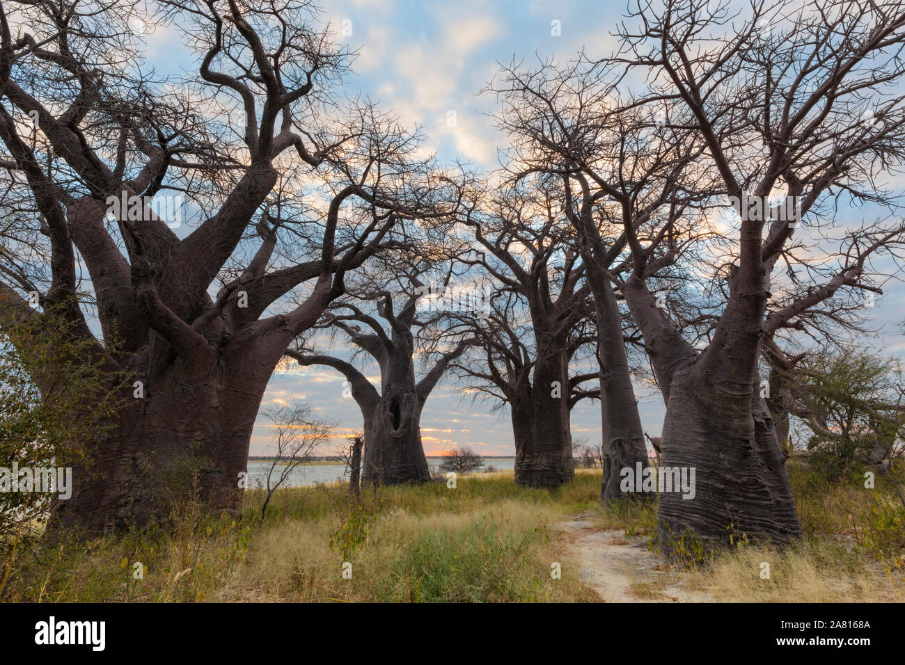 Baines Baobab's Foto Stock