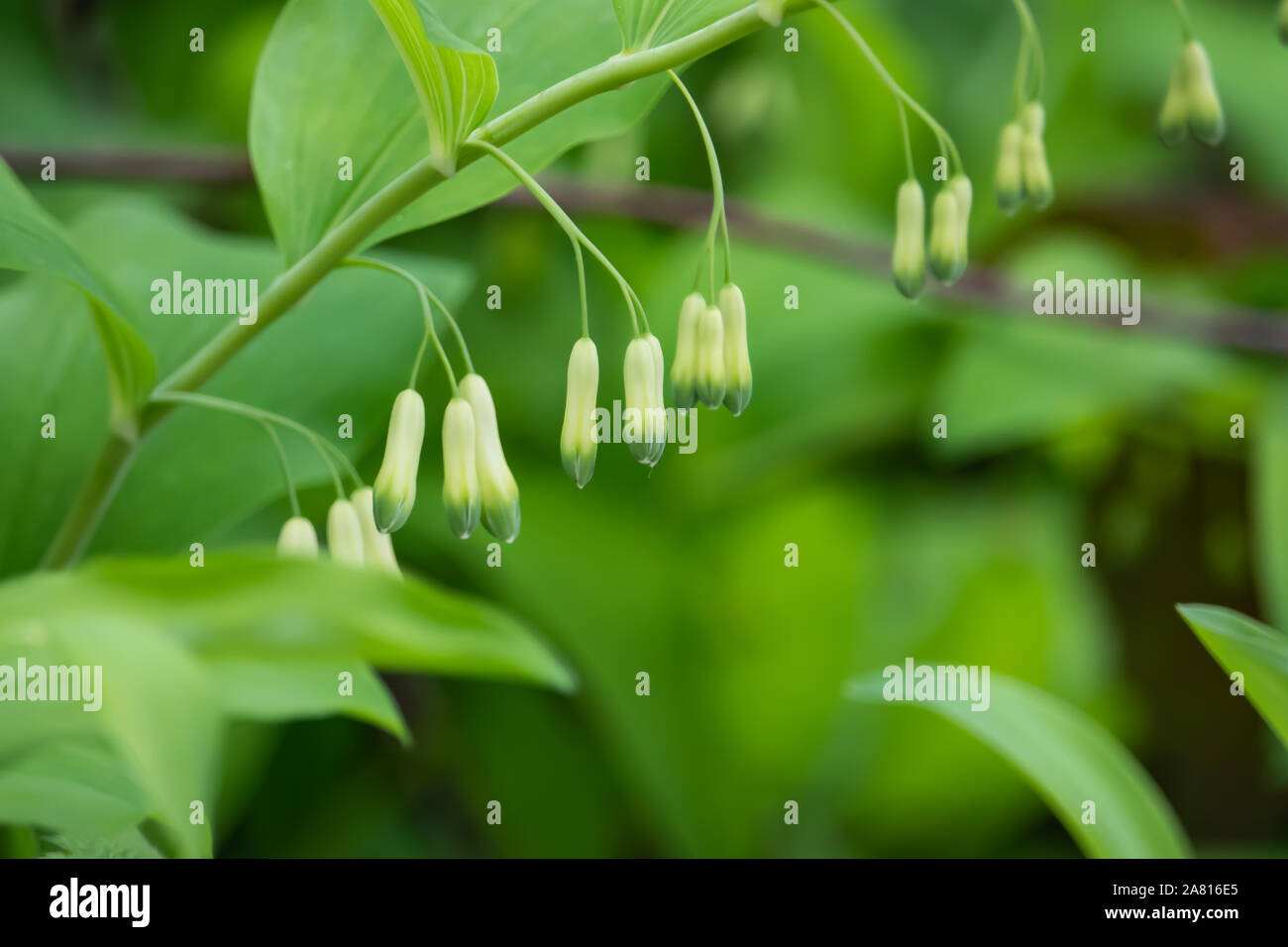 Salomone guarnizione di fiori in primavera Foto Stock