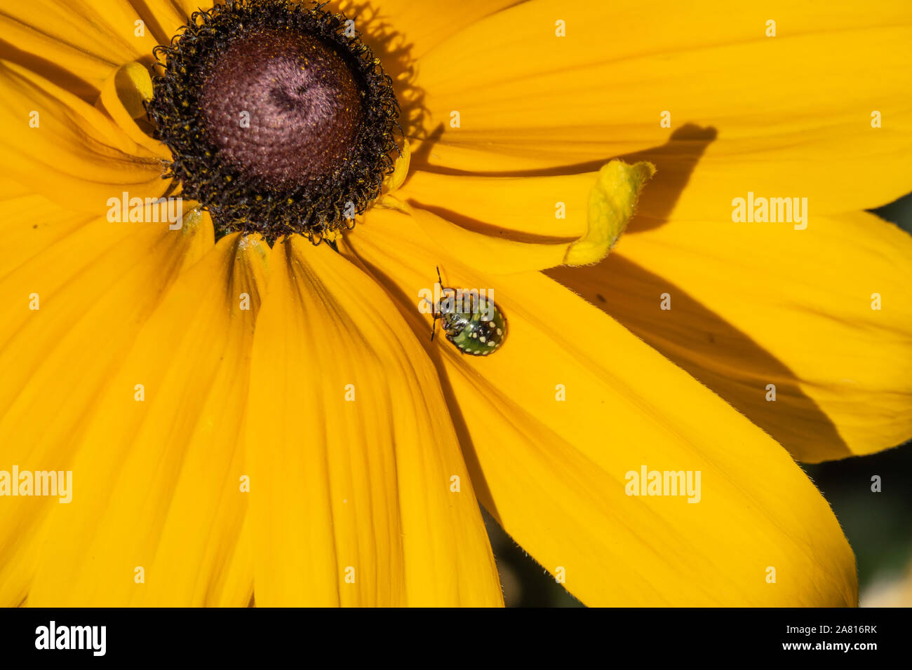 Southern Green Stink Bug su Coneflower in autunno Foto Stock