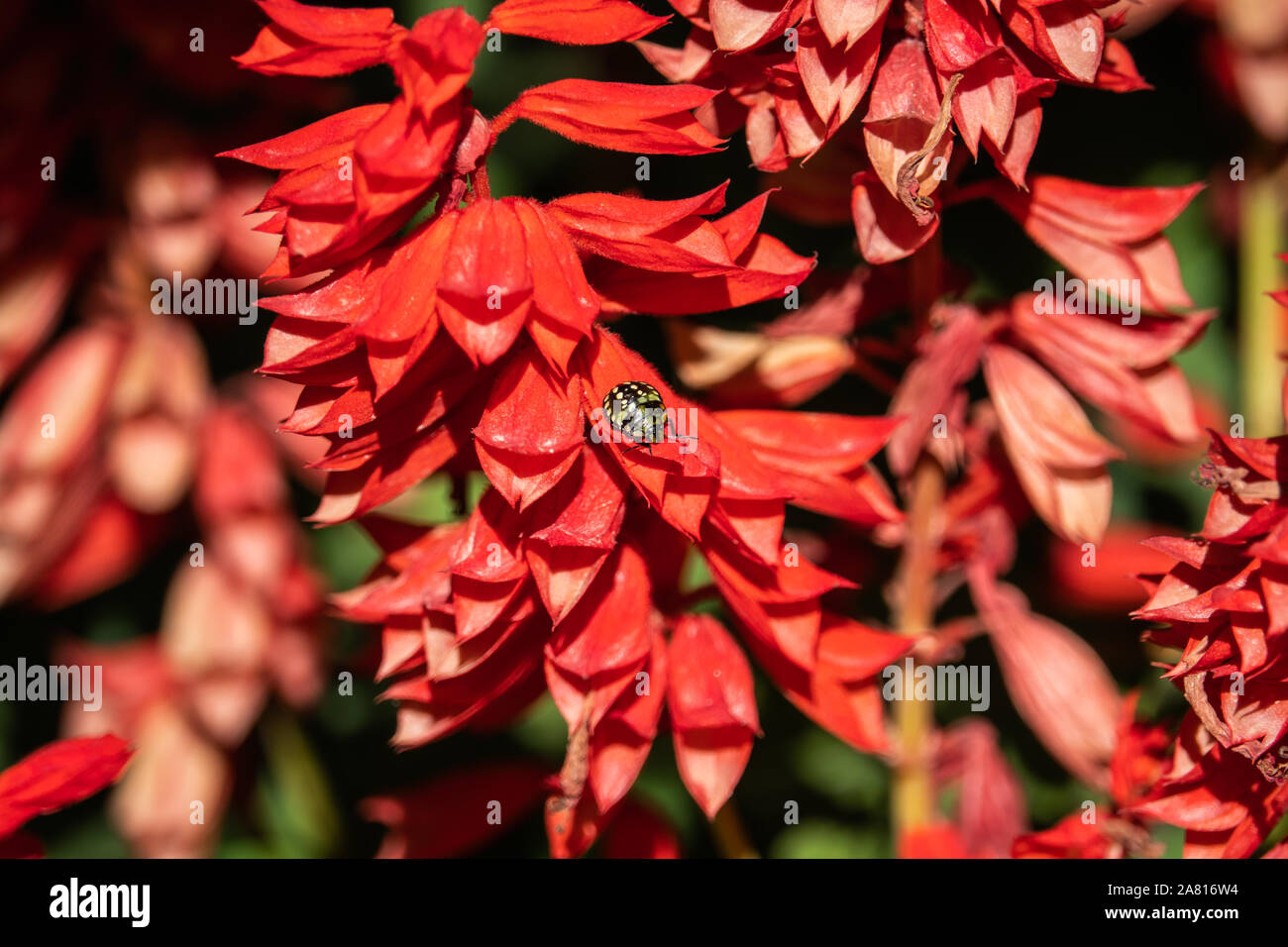 Southern Green Stink Bug Ninfa su Scarlet fiori di Salvia Foto Stock