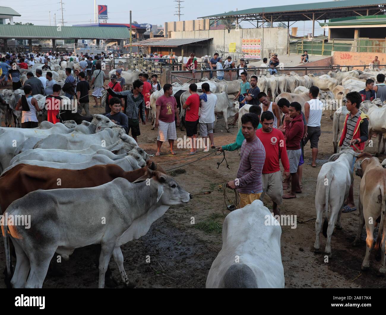 I commercianti locali di animali di allevamento di bestiame mercato aste in Padre Garcia, Batangas, Filippine - 03 Maggio 2019 Foto Stock