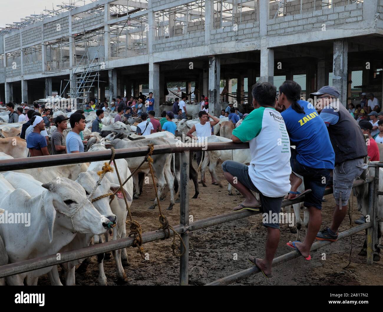 I commercianti locali di animali di allevamento di bestiame mercato aste in Padre Garcia, Batangas, Filippine - 03 Maggio 2019 Foto Stock