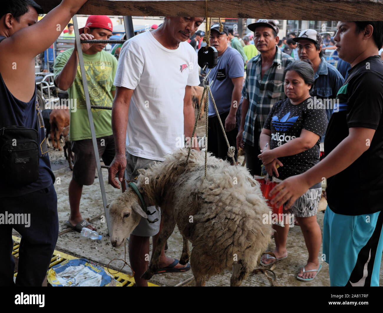 I commercianti locali di animali di allevamento di bestiame mercato aste in Padre Garcia, Batangas, Filippine - 03 Maggio 2019 Foto Stock