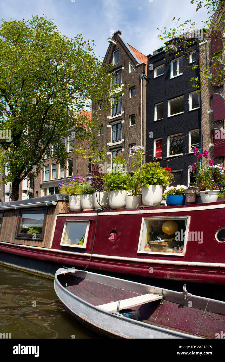 Vista del canale, una casa-barca con molti fiori, alberi e storici edifici tradizionali che mostra olandese stile architettonico in Amsterdam. È un sun Foto Stock