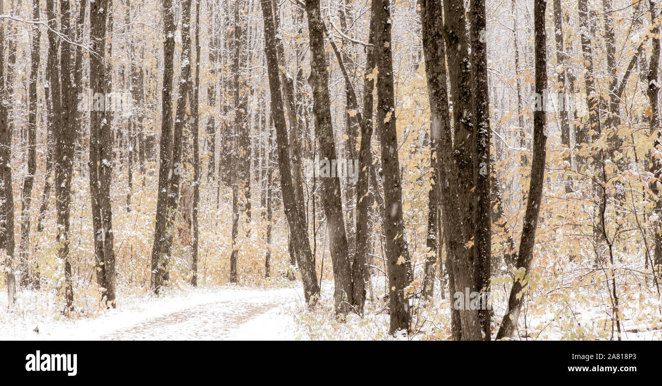 Prima neve nei boschi Foto Stock