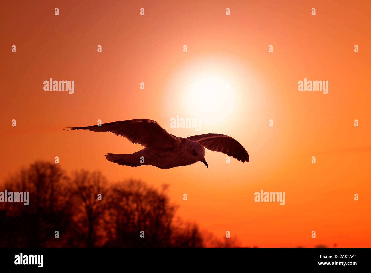 Seagull battenti contro il sole di setting e rosso arancione del cielo. Foto Stock