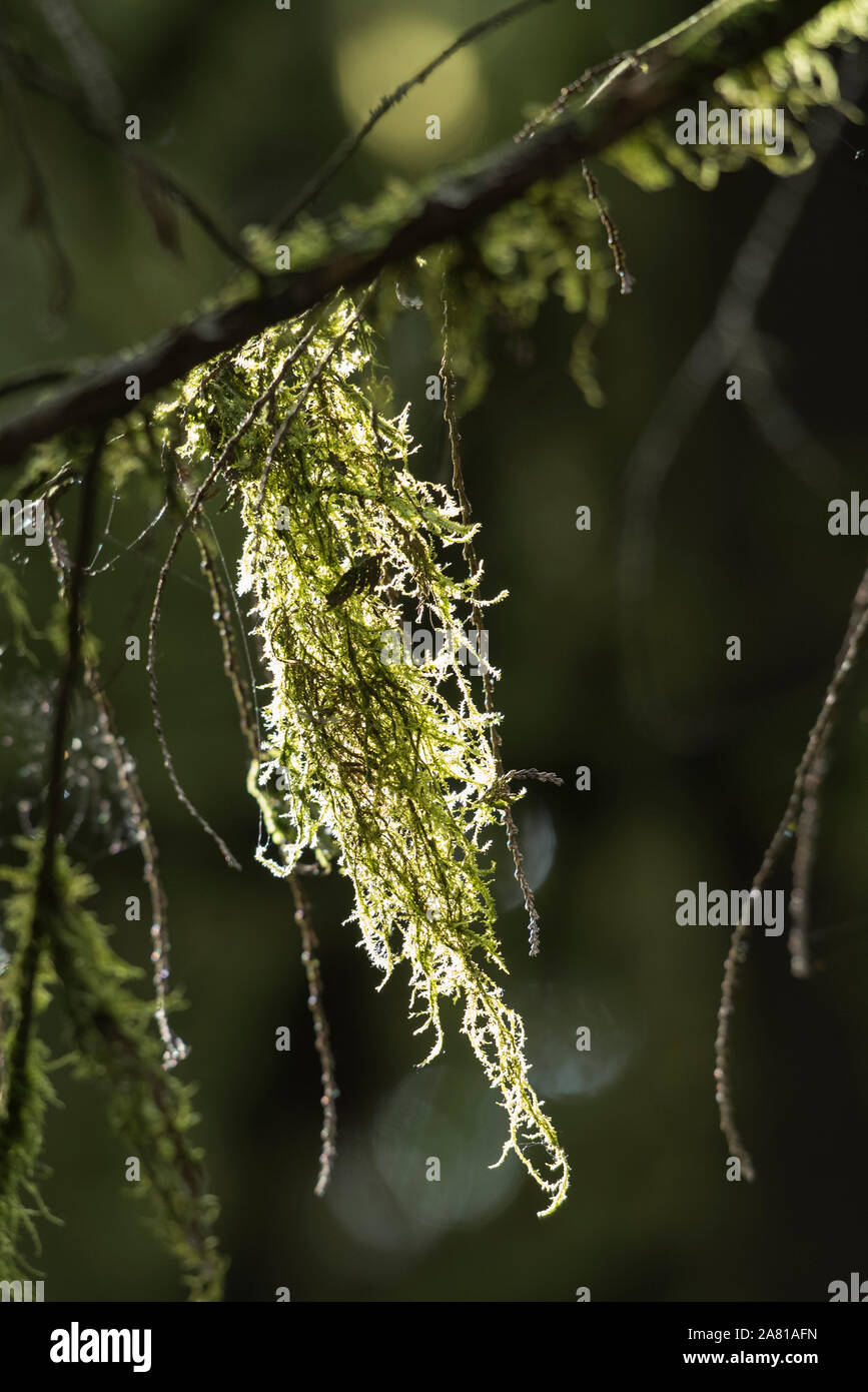 Epiphytic Lichen cresce su un albero in Bridal Veil Falls Provincial Park, British Columbia, Canada. Foto Stock