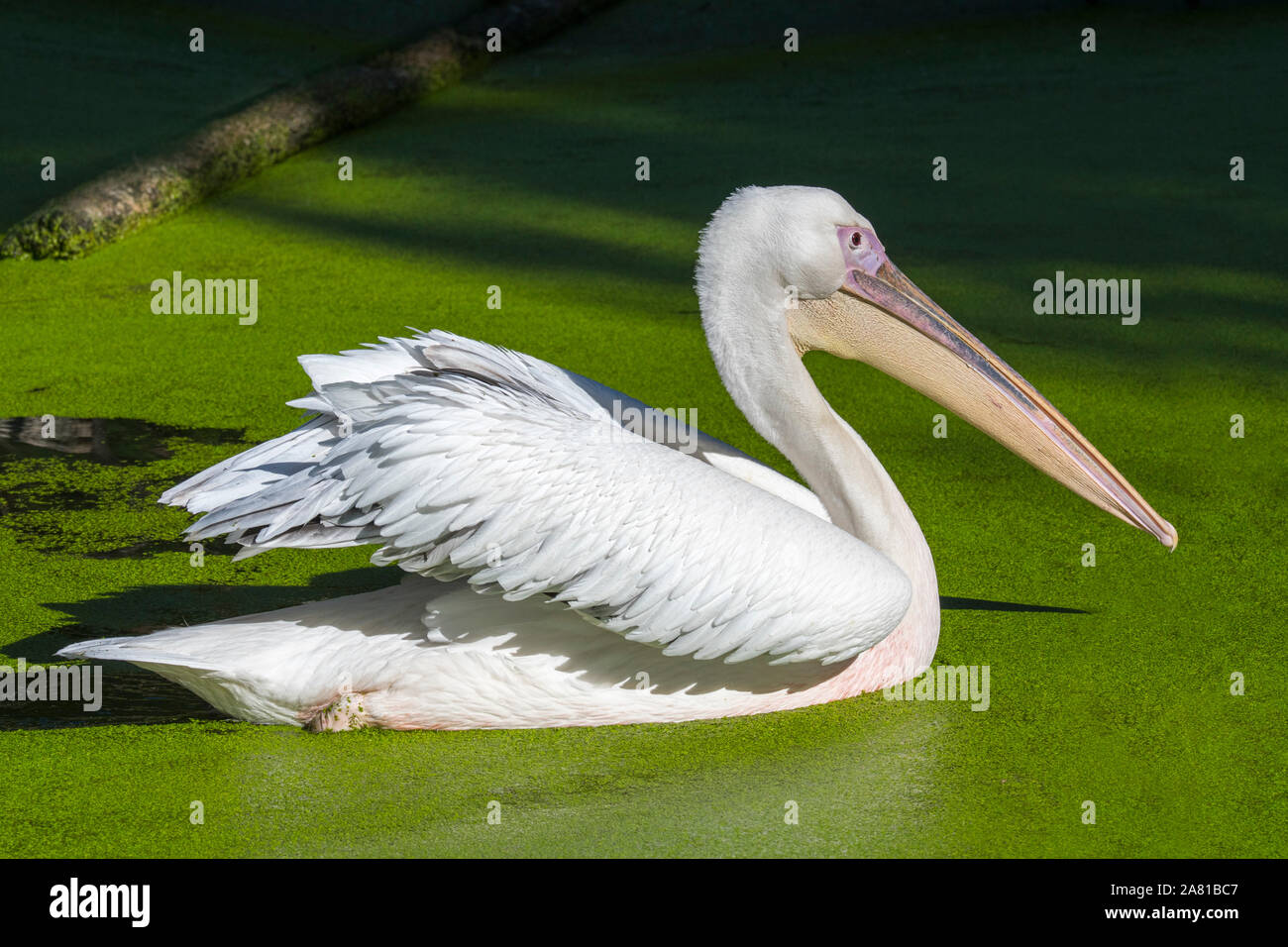 Great White pelican / orientale pellicano bianco / pelican ottimistico (Pelecanus onocrotalus) nuoto in stagno, nativo di Europa sud-orientale, Asia e Africa Foto Stock