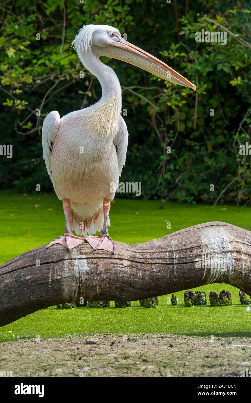 Great White pelican / orientale pellicano bianco / pelican ottimistico (Pelecanus onocrotalus) nella palude, nativo di Europa sud-orientale, Asia e Africa Foto Stock