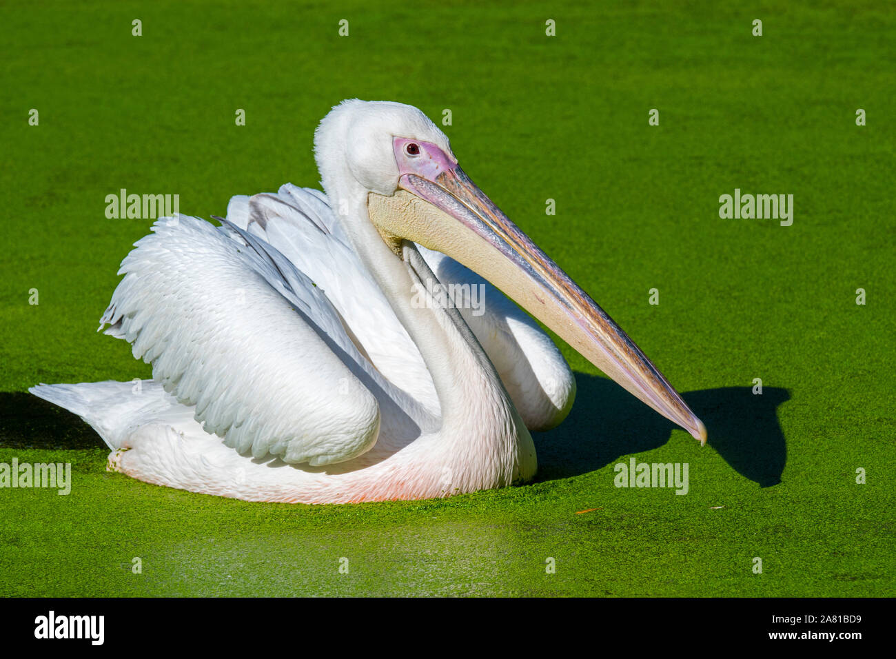 Great White pelican / orientale pellicano bianco / pelican ottimistico (Pelecanus onocrotalus) nuoto in stagno, nativo di Europa sud-orientale, Asia e Africa Foto Stock