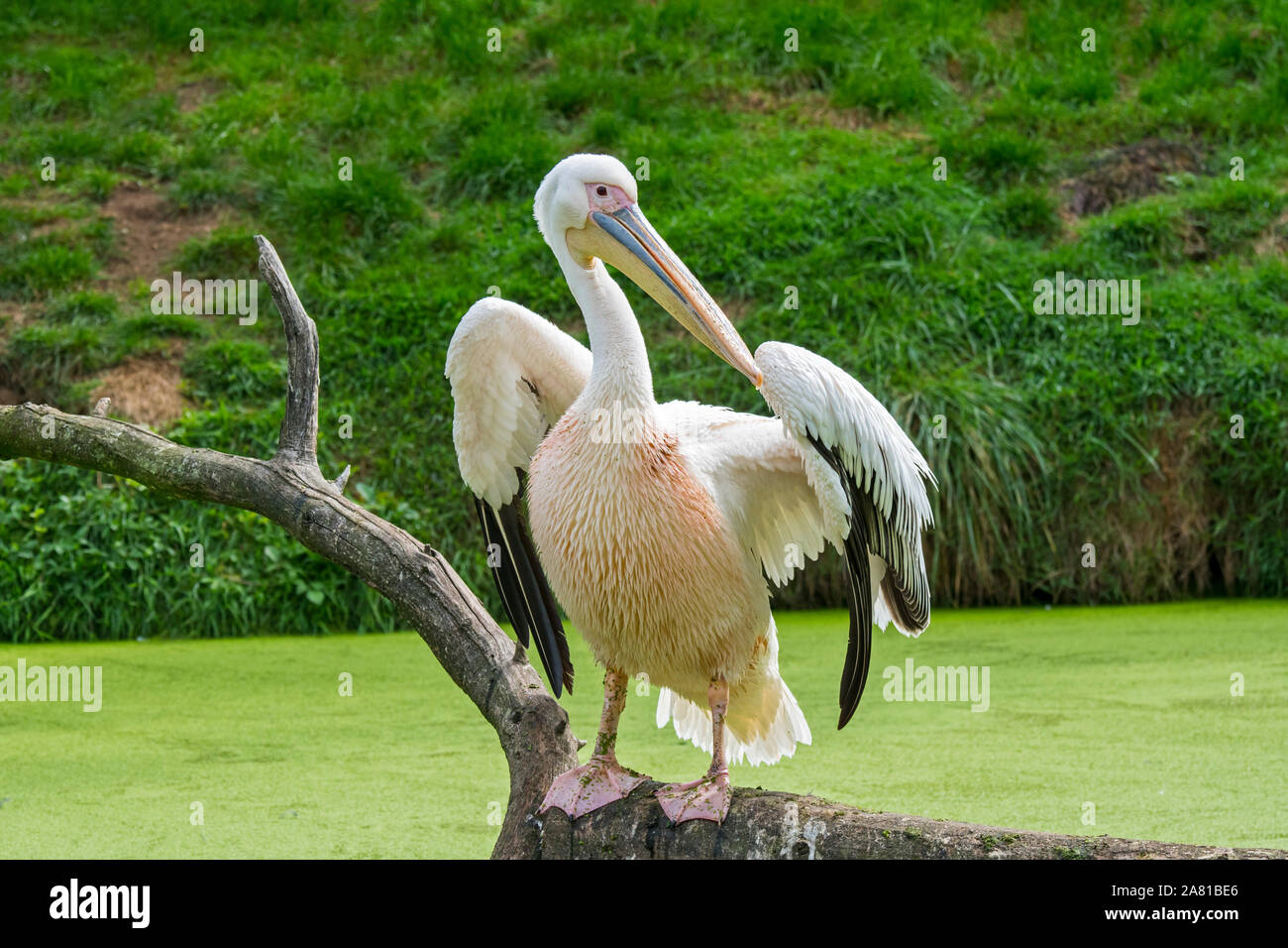 Great White pelican / orientale pellicano bianco / pelican ottimistico (Pelecanus onocrotalus) nella palude, nativo di Europa sud-orientale, Asia e Africa Foto Stock