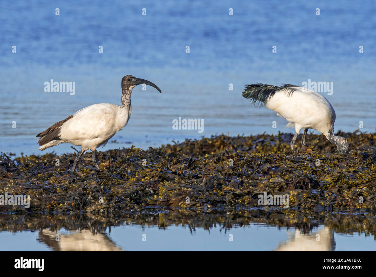 Due africani ibis sacri (Threskiornis aethiopicus) specie introdotte rovistando su alga coperto spiaggia lungo la costa atlantica in Bretagna, Francia Foto Stock